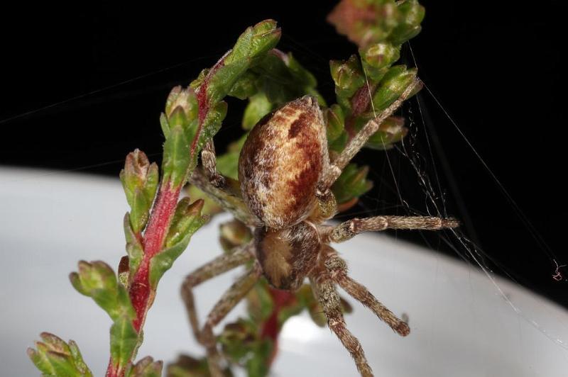 Philodromus_aureolus_D7498_Z_89_NP De Hoge Veluwe_Nederland.jpg
